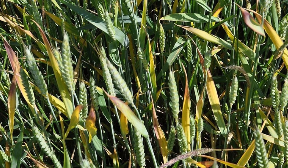 Red tipping of upper cereal leaves following BYDV infection.